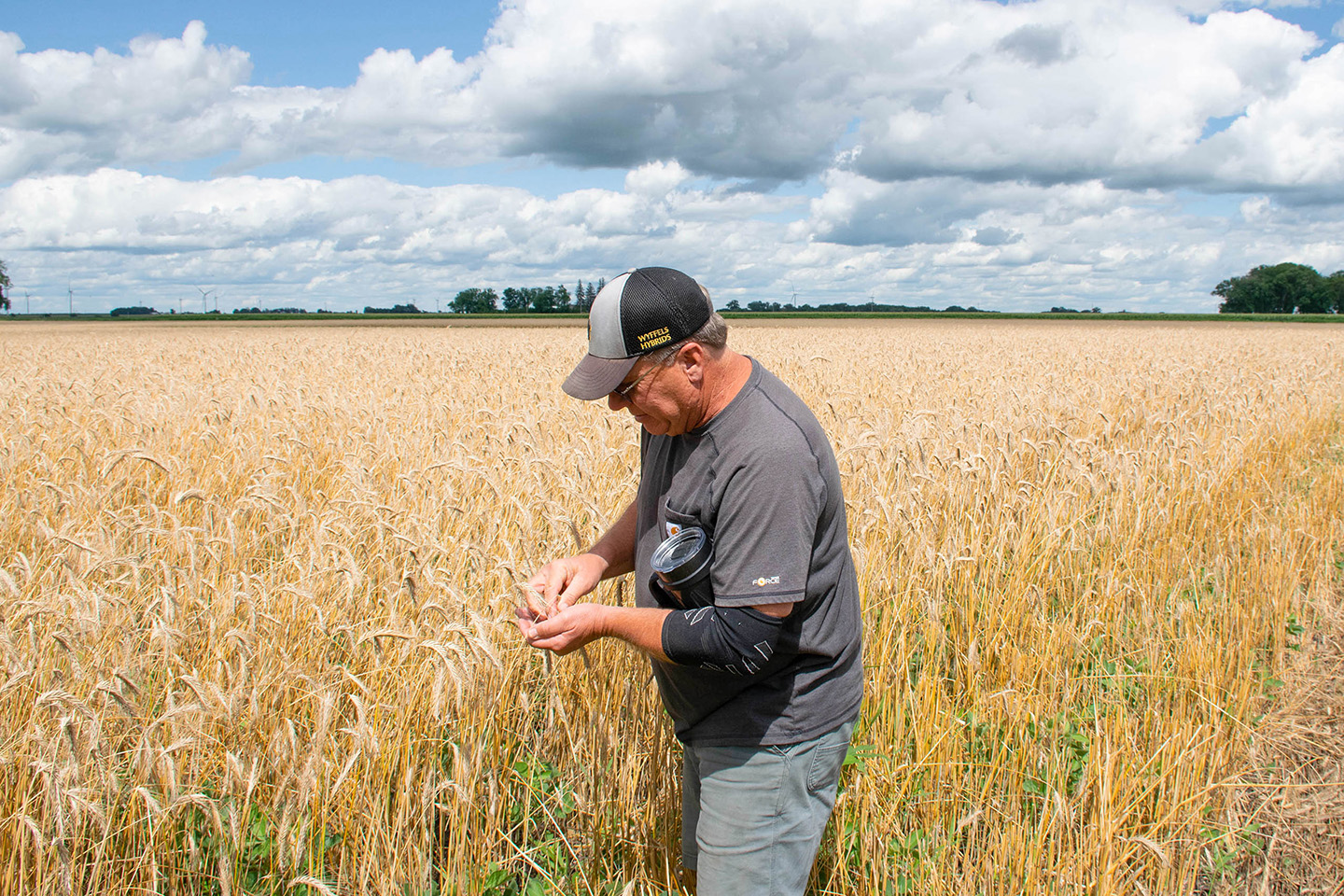 Two in One Relay crop trial results